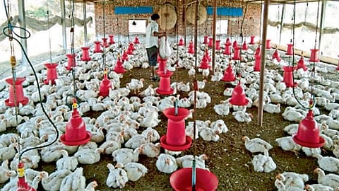 येथील शेतातील पोल्ट्री फार्म.