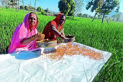 house wife making dry food
