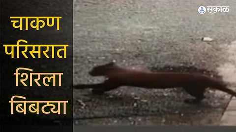 leopard spotted in Chakan area in Pune Forest department fire brigade reached the spot