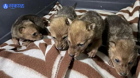 4 fox cube rescued