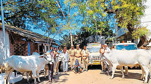 Dhule News : चोरीस गेलेले बैल शेतकऱ्यांना परत; शिंदखेडा पोलिसांची कारवाई