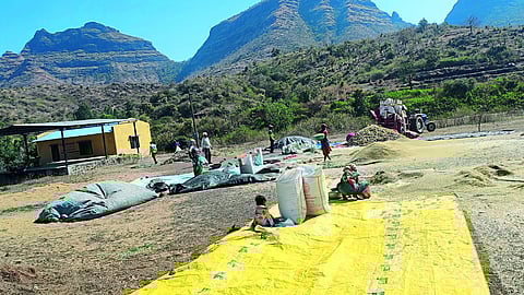 A woman threshing millet in an open field here
