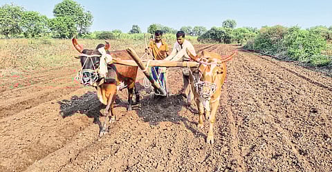 Wadali: Farmers sowing summer groundnut in the area