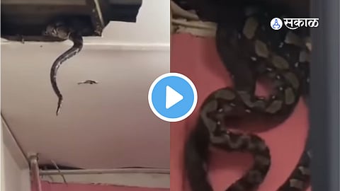 Giant Snake Viral Video