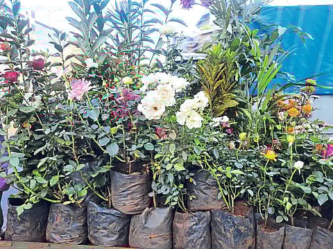 फुलझाडांचा दारी बहर