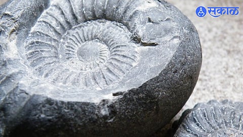 Shaligram Shila Tips