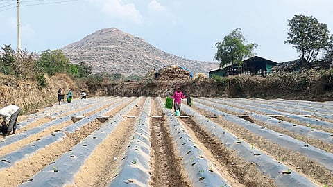 Laborers planting Rabi season tomatoes in the field of Rabindra Ahire, a farmer here.