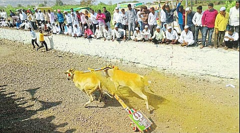 गडदादेवी यात्रेत धावले १९१ बैलगाडे