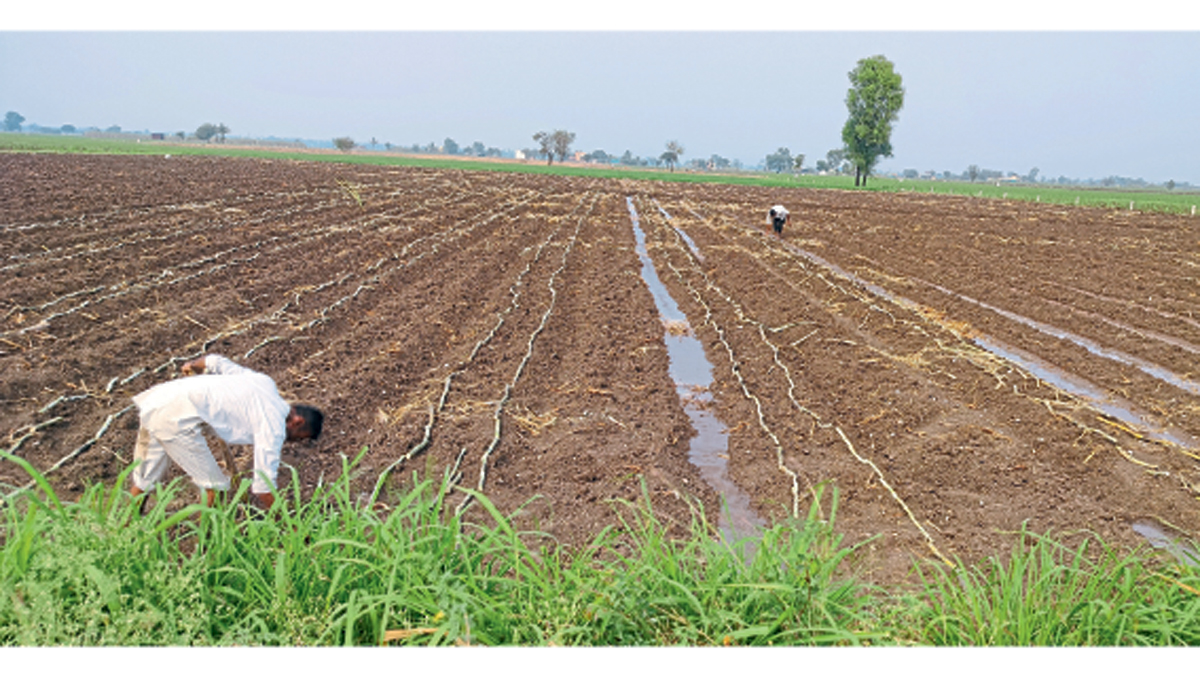 Sugarcane Plantation