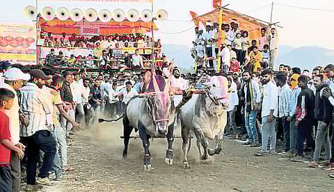 मावळात पुन्हा भिर्रर्र…