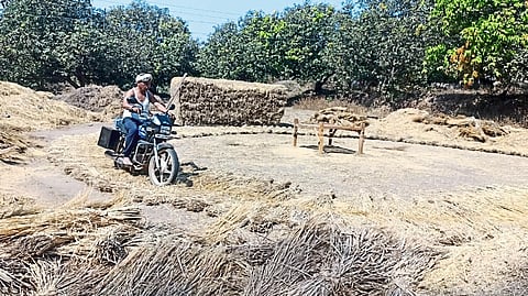 Teacher Ratan Chaudhary while threshing rice with the help of a two-wheeler as labor was not available for threshing rice.