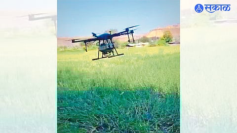 Onion crop spraying with the help of 'drone'