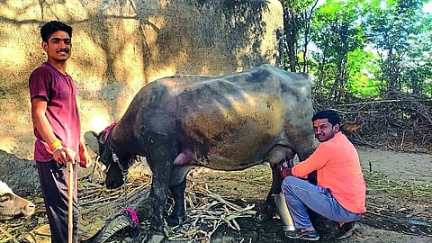 Gokula Shelke while extracting the edge of buffalo milk.
