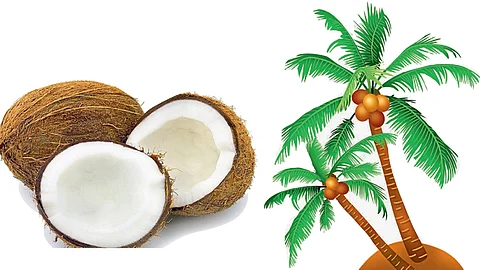 Coconut Health Benefits