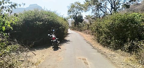 Nashik News : तिळवण बारी रस्त्याला काटेरी झुडूपांचा विळखा