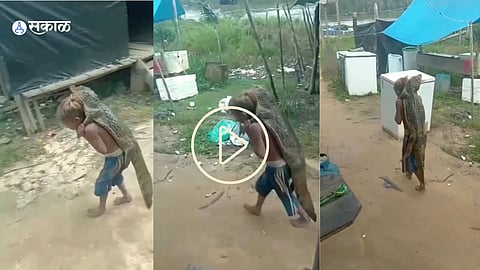 Crocodile Viral Video