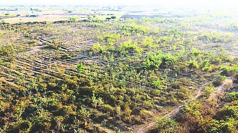 Drone photo of Ruksha Raji planted by Social Forestry Department and Shah Gram Panchayat.