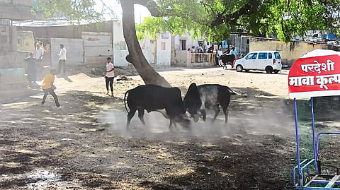 Two bulls fighting on Thursday.
