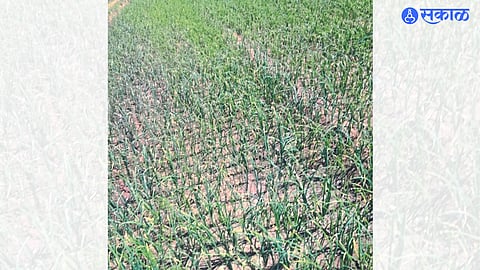 Crop affected by Karpa disease on onion crop.