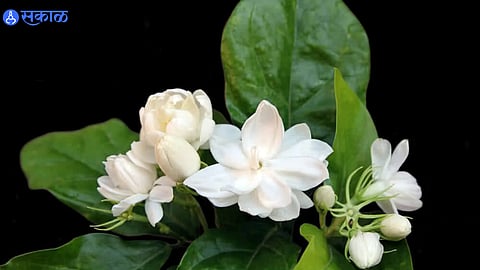 Rose Day Special Story
