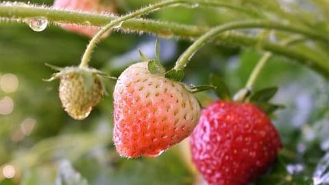 Satara Farmers face crisis heat cooling strawberry