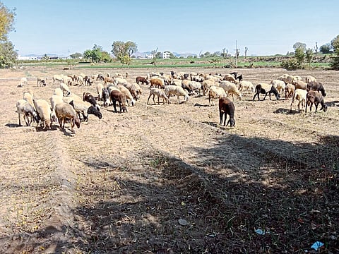Sheep left to graze on the onion crop.