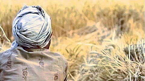 12 thousand farmers hope for government help crop damage compensation Heavy rains akola