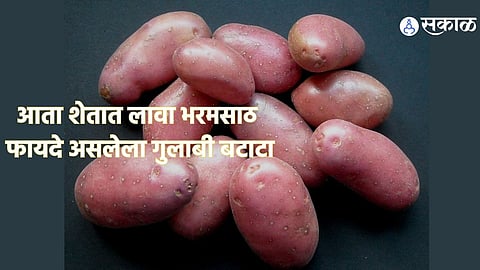 pink potato