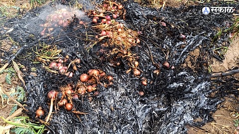farmer celebrate Holi by setting fire to one and half acre onion crop due Constant fall in onion prices nashik news