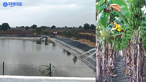 Sharad Pawar's farms of half a million liters. In the second photo, a banana garden.