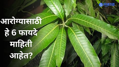 Mango Leaf Health Benefits