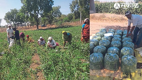 Women farm laborers harvesting gwari. In the second photo, young farmer Kailas Borse is packing gawar.