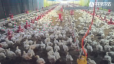 State-of-the-art systems in the air-conditioned Kalyani Poultry Farm by Sanjay Borse.