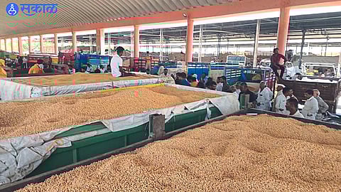 Gram for sale in the premises of the Agricultural Produce Market Committee.