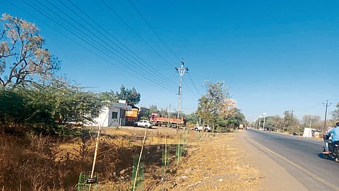 Various types of plants planted by the municipality on the road side.