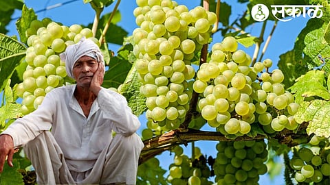 tensed farmer due to grapes crisis