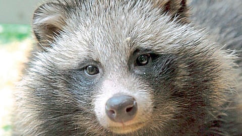Claims SARS-CoV-2 found in raccoon dogs seafood wholesale market Wuhan