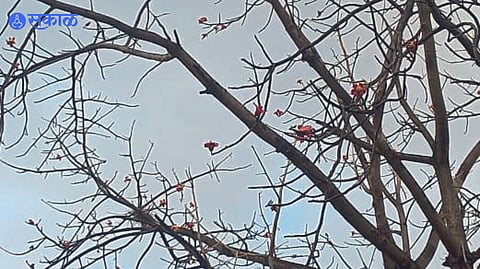 katesavari trees are attracting birds by sustaining their existence nandurbar news