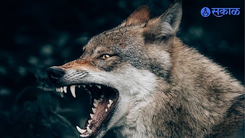 Four goats killed in wolf attack Nashik News
