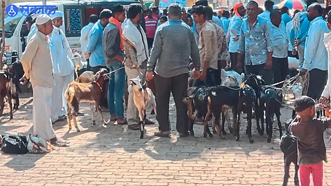Traders flocked to buy goat sheep in weekly market dhule news