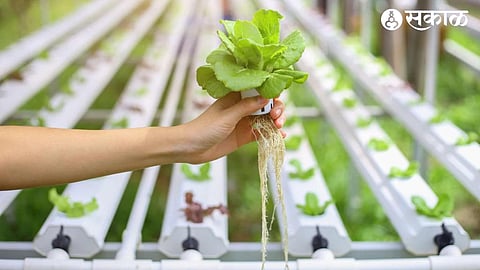 Vegetable Farming with Hydroponics Technology