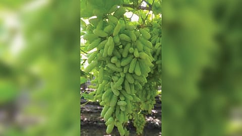 farmer Grape rate broker commision financial issue agriculture