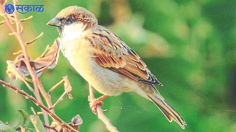 sparrow count activity 8000 sparrows recorded from 31 districts in state jalgaon news