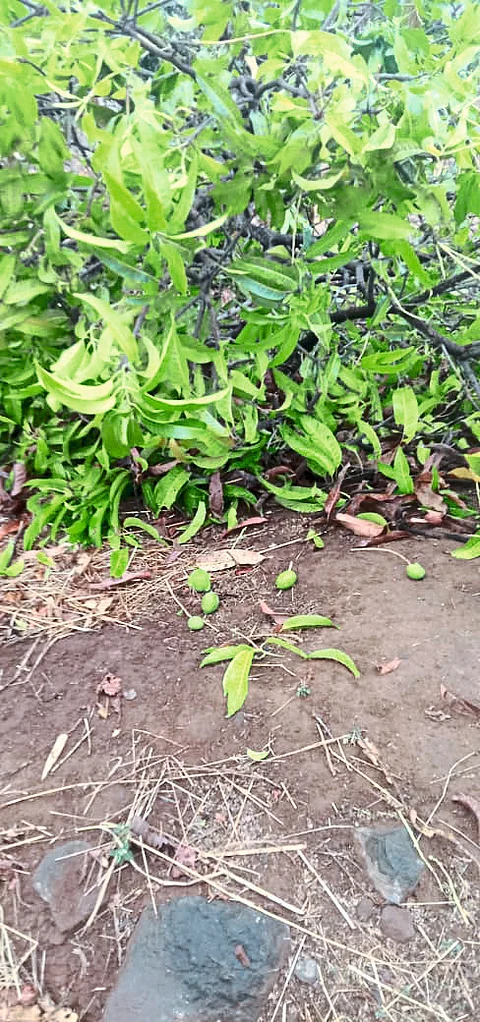 Damage to Baburao Gavit's mangoes.