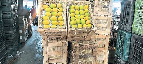 जास्त तापमानाचा हापूसला फटका
दुसऱ्या व तिसऱ्या टप्प्यात अधिक पीक निघण्याचा शेतकऱ्यांचा अंदाज