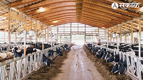 Cattle Shed