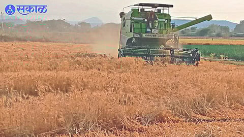 Harvesting machine while harvesting wheat crop.
