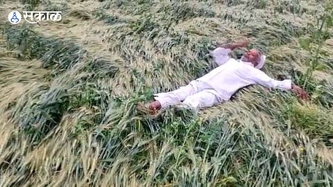 damage crops farmer beaten himself sambhajinagar Heavy Rain