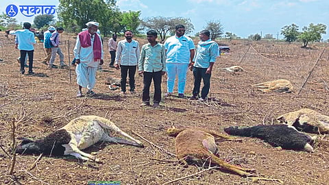 Congress officials along with villagers inspecting the dead sheep