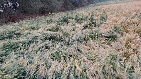 weather update damage to agricultural crops heavy rains selu
